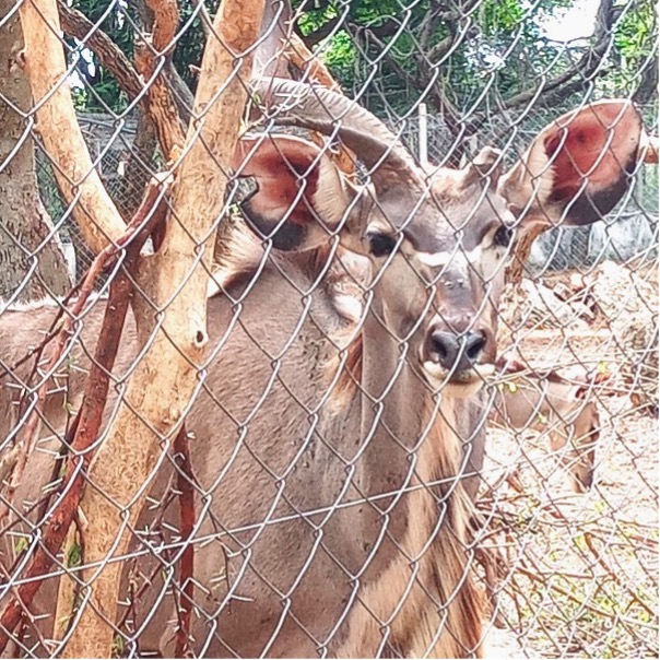 Orphaned kudus living in Chipangali Wildlife Orphanage (picture taken by author).