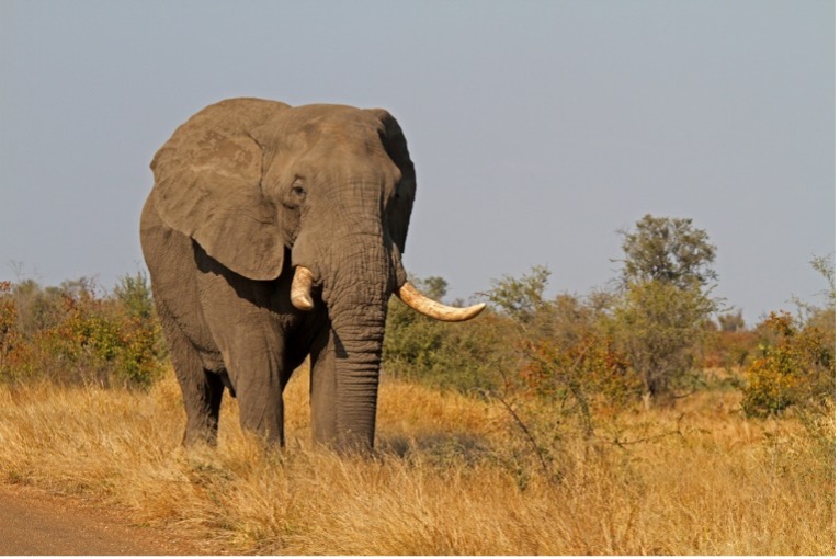 Common wildlife on the Zimbabwe-Zambia Borderline.
