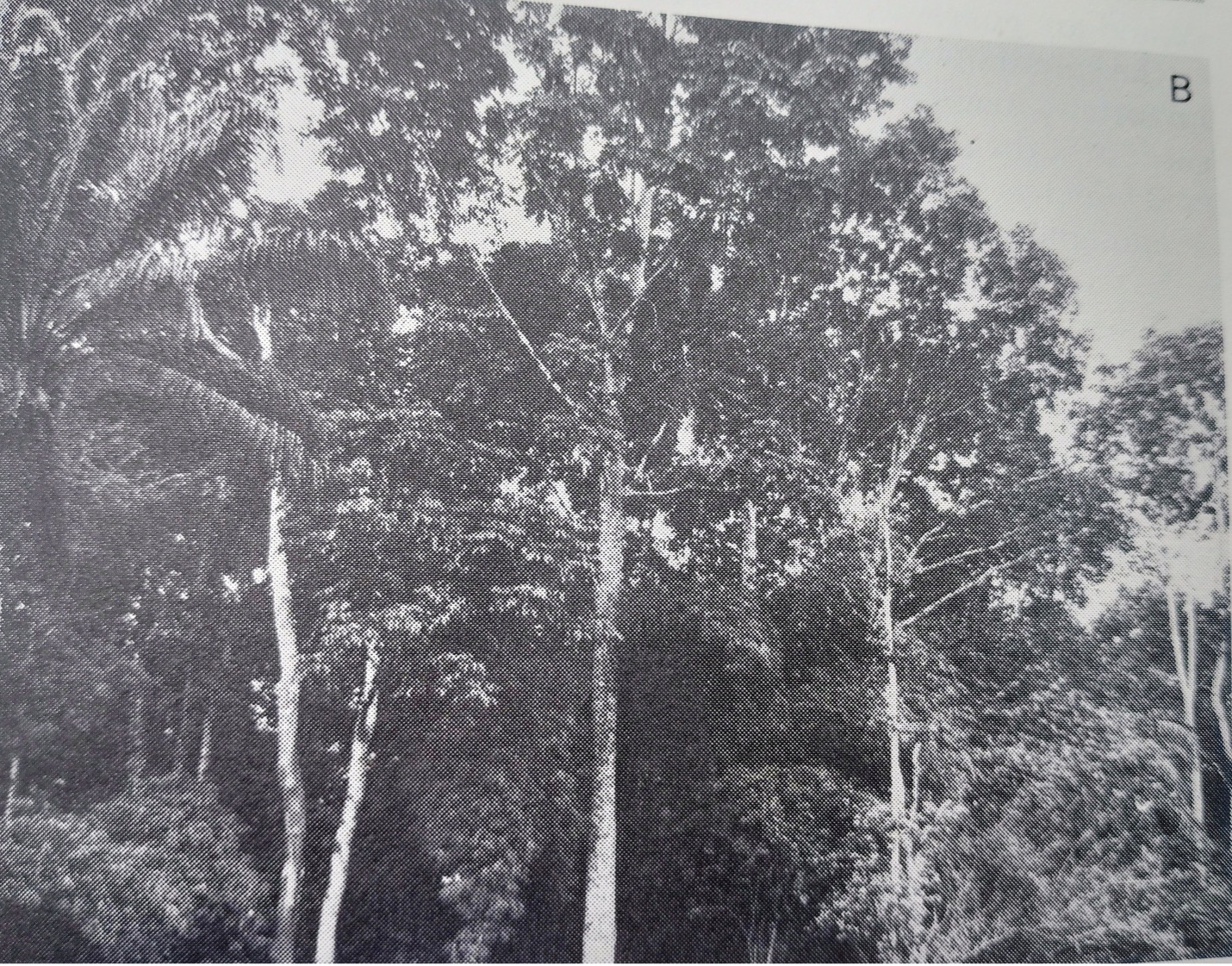 Olokemeji Forest Regeneration Project in Colonial South-western Nigeria (1937), National Archives Ibadan (NAI), Nigeria. 