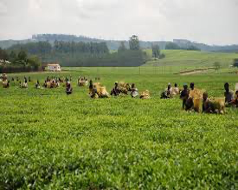 Students plucking tea using shears in 2012.  C. Sigauke, “The Collapse and Socio-economic impact of the “Earn and Learn” Programme in Tanganda Tea Estates, Chipinge District” 
