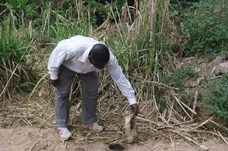 A man shows remains of his cow that died after drinking water allegedly polluted by a Chinese company in Zimbabwe (Andrew Mambondiyani for The Epoch Times).